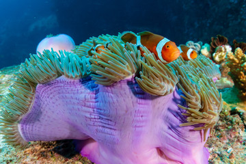 Naklejka na ściany i meble Family of cute Clownfish in a colorful anemone on a tropical coral reef