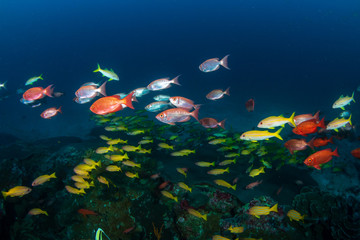 Beautiful schools of tropical fish swimming around a colorful coral reef