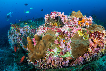 Fototapeta na wymiar A colorful tropical coral reef at the Similan Islands, Thailand