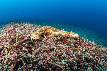 Fototapeta na wymiar A lonely sea cucumber on top of a dead, bleached tropical coral reef
