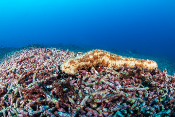 A lonely sea cucumber on top of a dead, bleached tropical coral reef