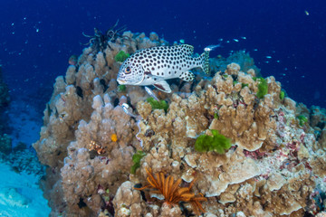 Tropical fish on the coral reef at Ko Tachai Island, Thailand