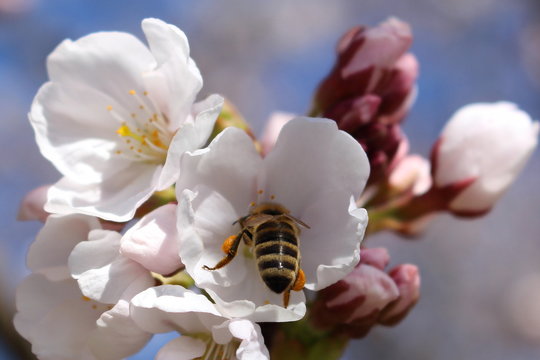 Biene in Bl&uuml;te