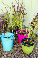 Natural plants in colorful pots outdoors