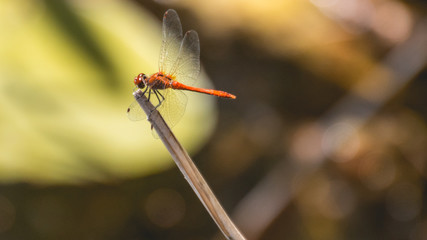 Macro of dragonfly on branch