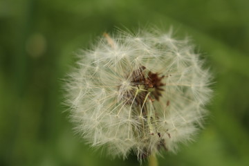 Pusteblume
