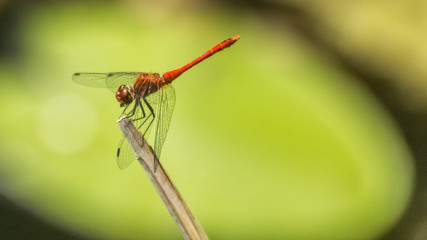 Macro of dragonfly on branch