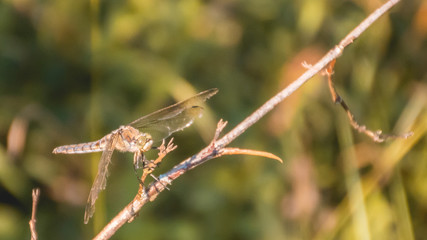 Macro of dragonfly on branch