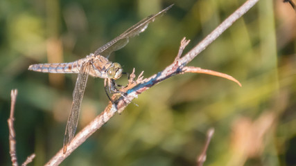 Macro of dragonfly on branch