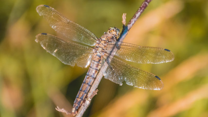 Macro of dragonfly on branch