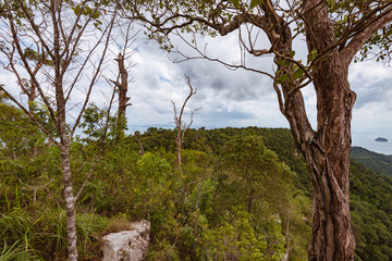 tree trunk in green forest over the sea