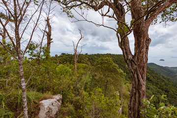 tree trunk in green forest over the sea