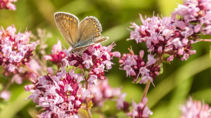 Macro of gossamer-winged butterfly on flower