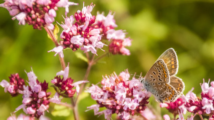 Macro of gossamer-winged butterfly on flower