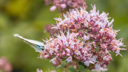 Macro of gossamer-winged butterfly on flower