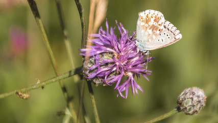 Macro of gossamer-winged butterfly on flower