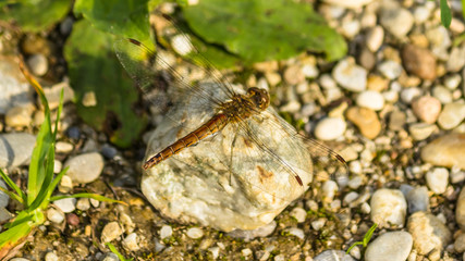 Macro of a dragonfly