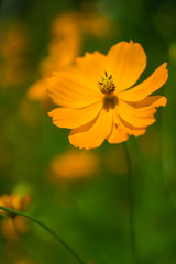 Cosmos orange color
