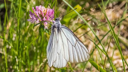 Macro of cabbage white butterfly on flower