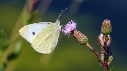 Macro of cabbage white butterfly on flower