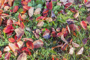 Yellow fallen leaves on green grass in autumn