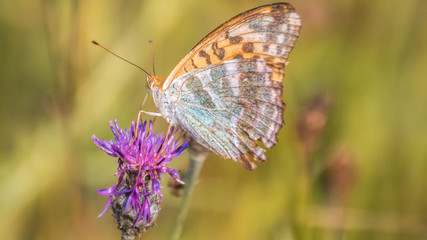 Macro of fritillary butterfly on flower