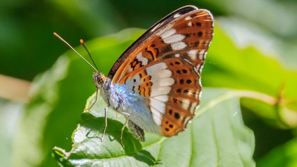 Macro of fritillary butterfly on flower