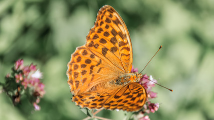 Macro of fritillary butterfly on flower
