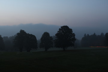 Bäume im Morgennebel