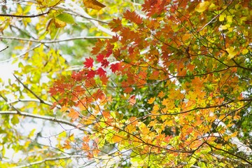 玉置神社の紅葉