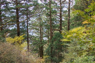 玉置神社の杉林