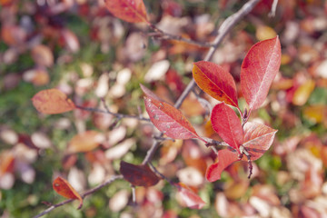 Branch with autumn leaves of black chokeberry Bush