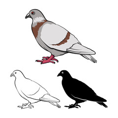 Pigeon or Dove Stock Vector illustration