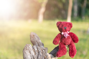 teddy bear sitting lonely on ruins wood with tone