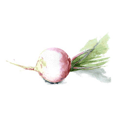 Fresh turnip with leaves for a healthy diet. Watercolor sketch. Isolated. Vector - 230966044