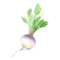 Fresh turnip with leaves for a healthy diet. Watercolor sketch. Isolated. Vector - 230966096
