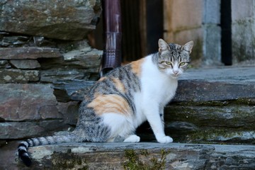 Cat on stone steps