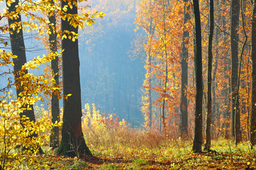 Trees in autumn colors on the edge of the forest