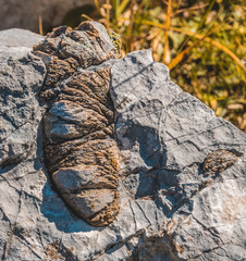 Fototapeta na wymiar Fossilized remains in a rock