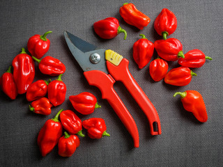 Chili und Gartenschere