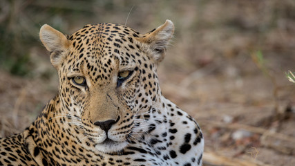 close up of leopard