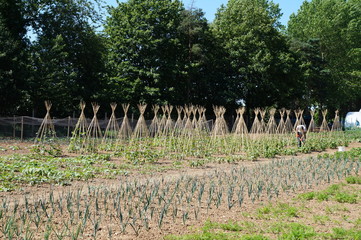 Allotment and runner bean towers