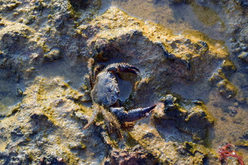 crab on the rocks