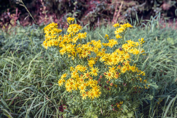 Yellow flowering tansy ragwort between long blades of grass