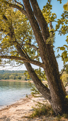 Obraz premium Smartphone HD wallpaper of view at the Mainau island