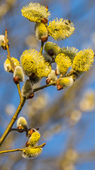 Smartphone HD wallpaper of flower in summer