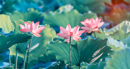 Lotus flower and Lotus flower plants
