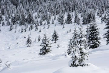 Trees covered with hoarfrost and snow