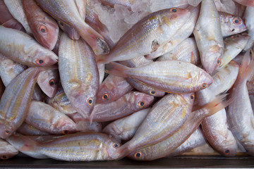 Top view of raw fish in fresh market. Freshness raw fish in seafood market.