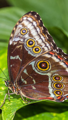 Smartphone HD wallpaper of macro of a beautiful tropical butterfly